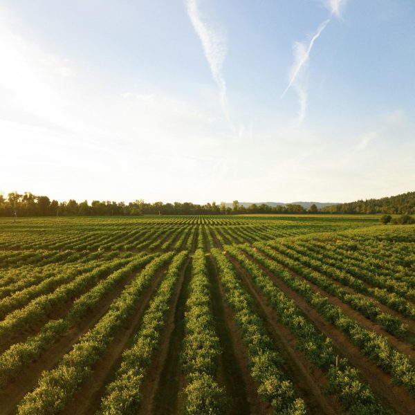 Agroindustria, salud y alimentación